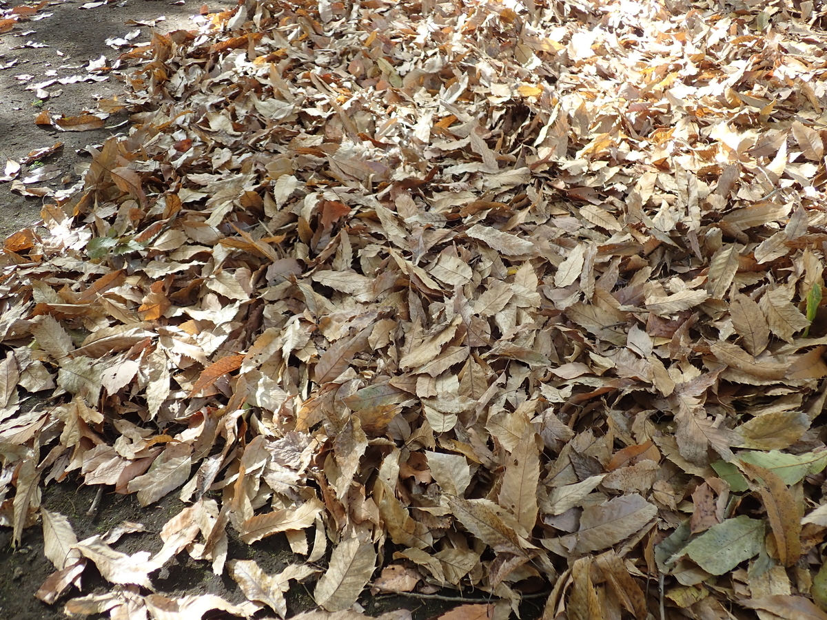 そこらへんの落ち葉 STUDIO ZOK/滝上玄野/落葉拾い//8.5 X 4 X H1.5 - テーブルライフストア