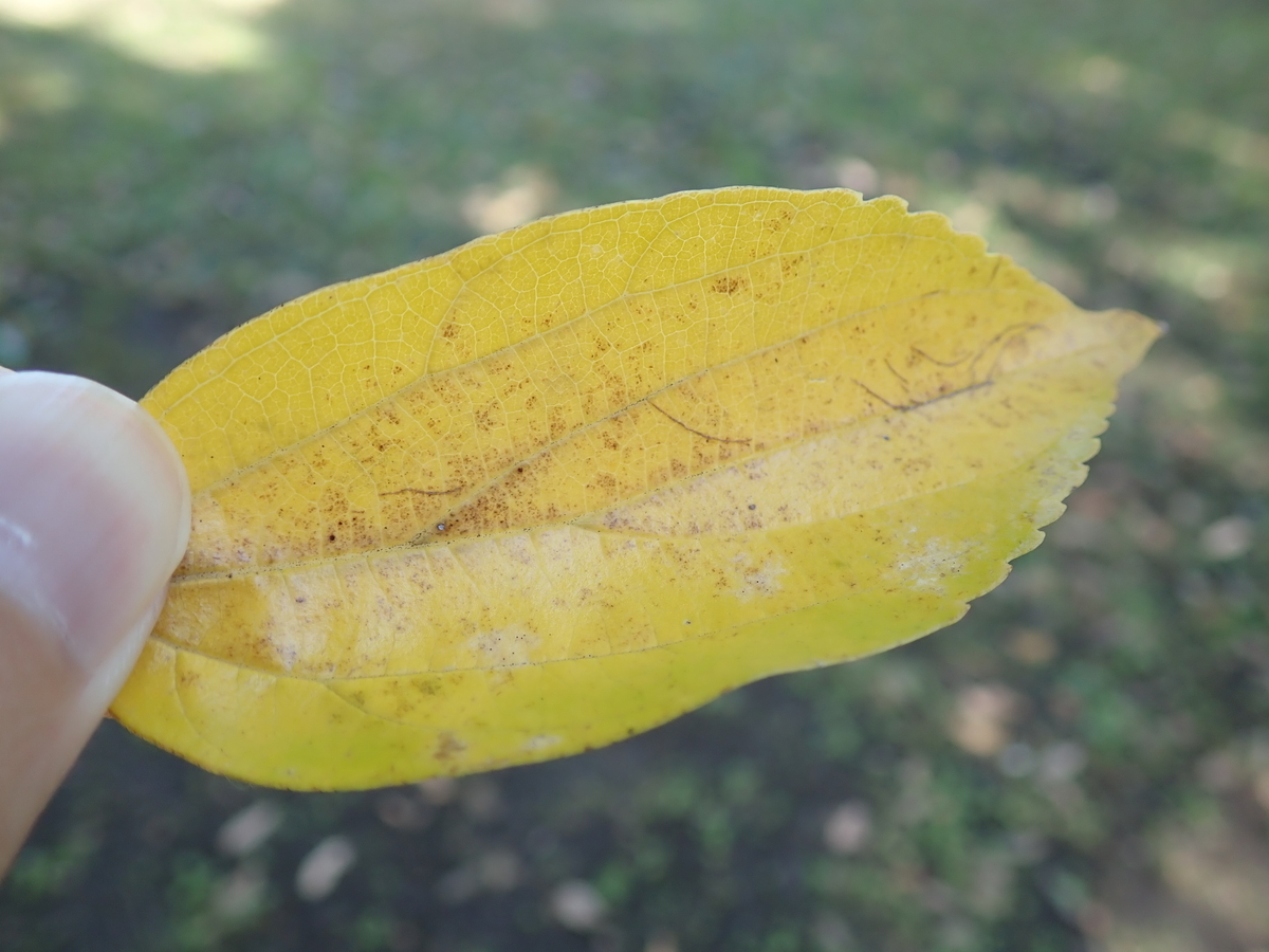 色々な落葉の形を見比べてみよう - あいかわ公園自然観察ガイド