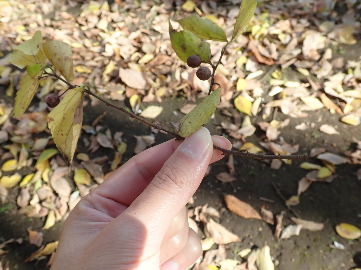 色々な落葉の形を見比べてみよう - あいかわ公園自然観察ガイド