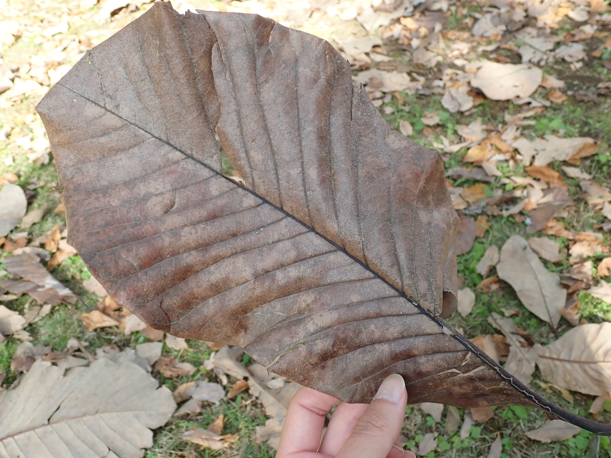 色々な落葉の形を見比べてみよう - あいかわ公園自然観察ガイド