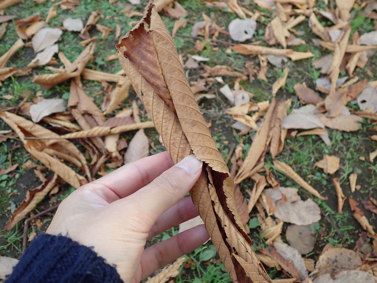 色々な落葉の形を見比べてみよう - あいかわ公園自然観察ガイド
