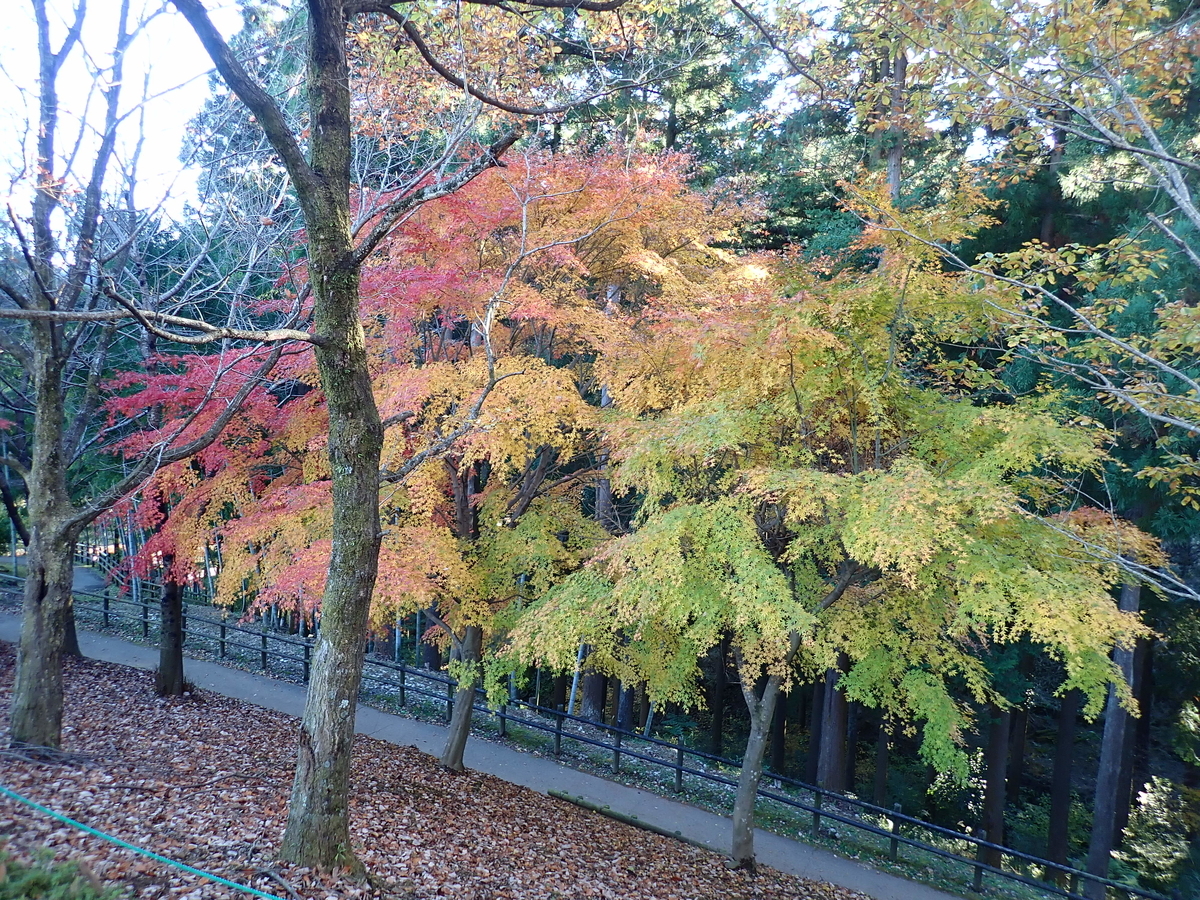 f:id:aikawa_park:20211124150320j:plain