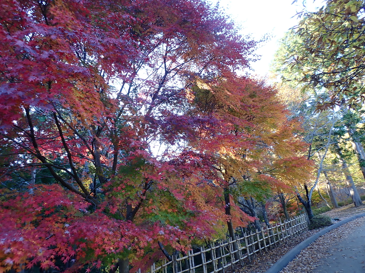 f:id:aikawa_park:20211124150345j:plain