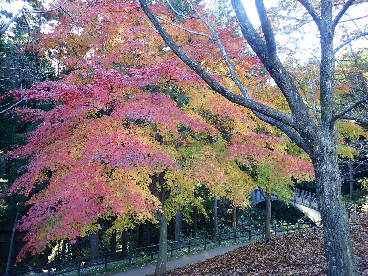 f:id:aikawa_park:20211124150403j:plain