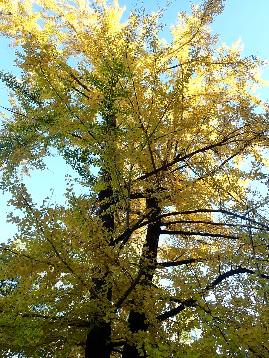 f:id:aikawa_park:20211124150611j:plain