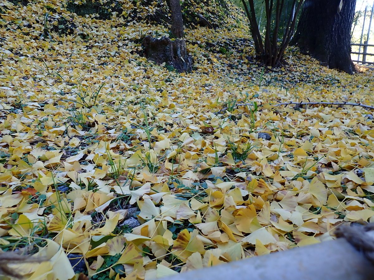 f:id:aikawa_park:20211124150633j:plain
