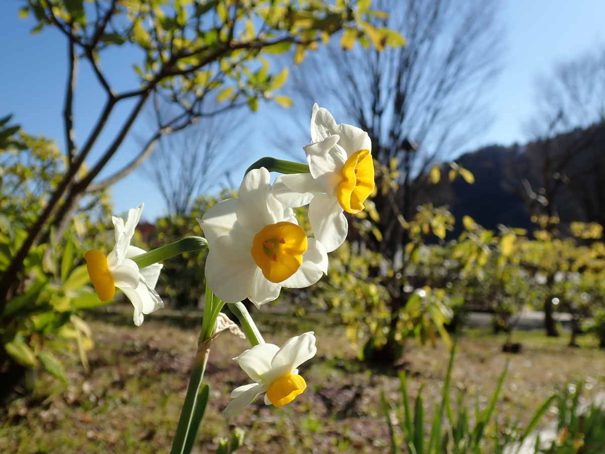 スイセンの花はどこ ガクと花弁の不思議 あいかわ公園自然観察ガイド