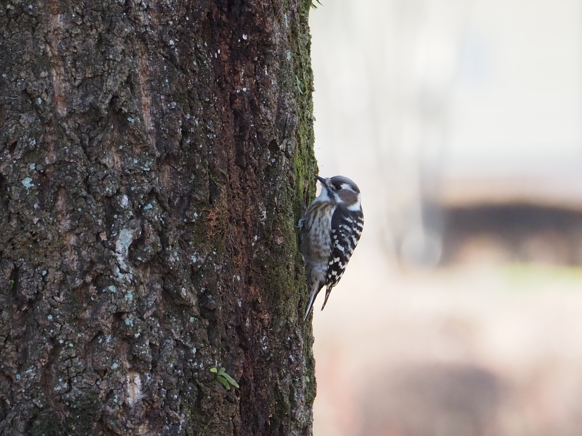 木を叩く小さな灰色のキツツキ コゲラ あいかわ公園自然観察ガイド