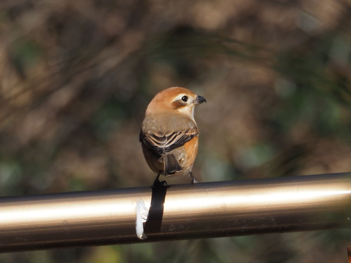 お尻が長い茶色の鳥 モズ 見た目に寄らず肉食性の鳥です あいかわ公園自然観察ガイド お尻が長い茶色の鳥 モズ 見た目に寄らず肉食性の鳥です あいかわ公園自然観察ガイド