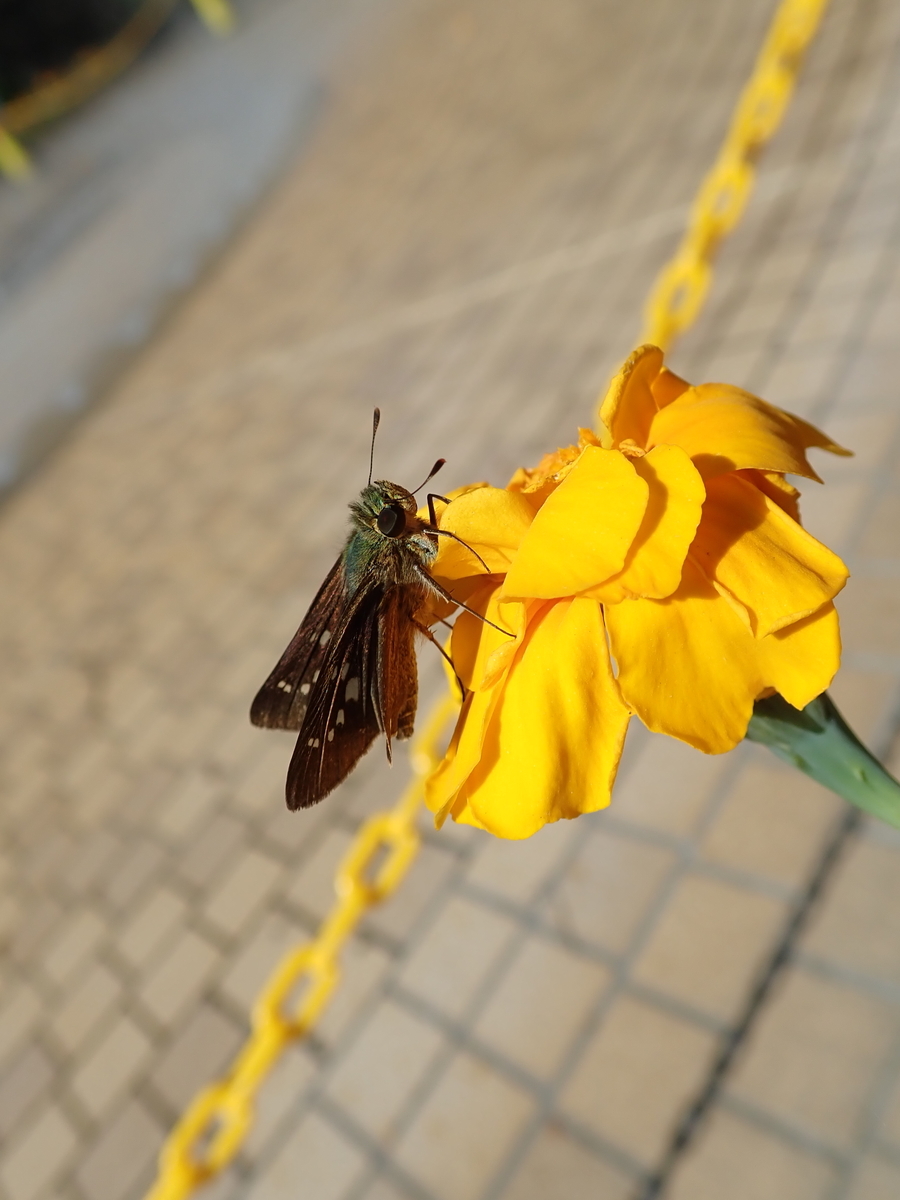 f:id:aikawa_park:20211225100055j:plain