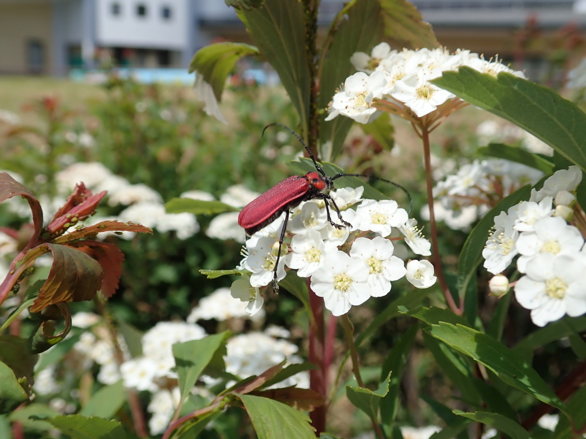 f:id:aikawa_park:20220109090705j:plain