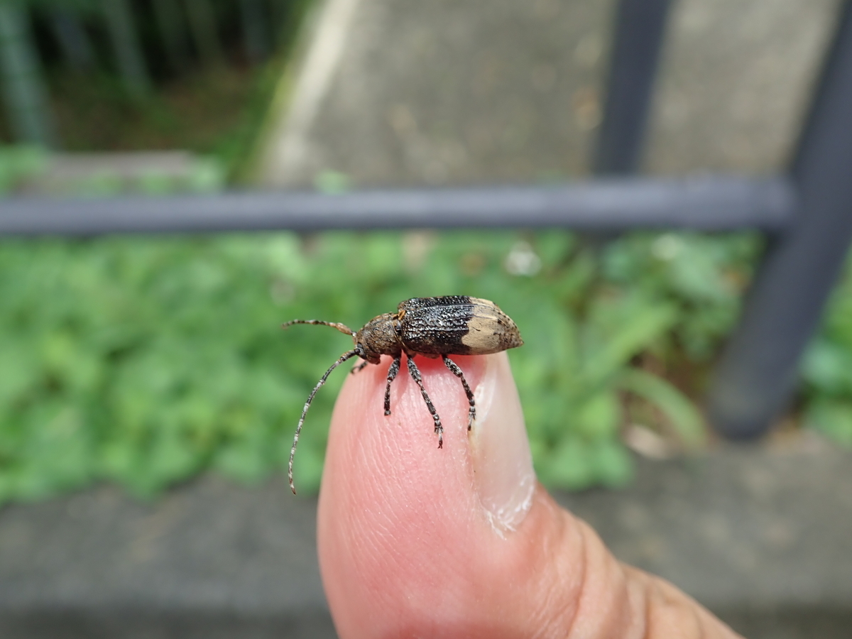 f:id:aikawa_park:20220109091027j:plain