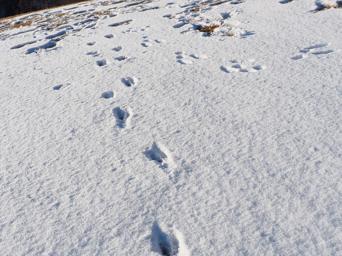 雪の上に残された足跡を探してみた あいかわ公園自然観察ガイド