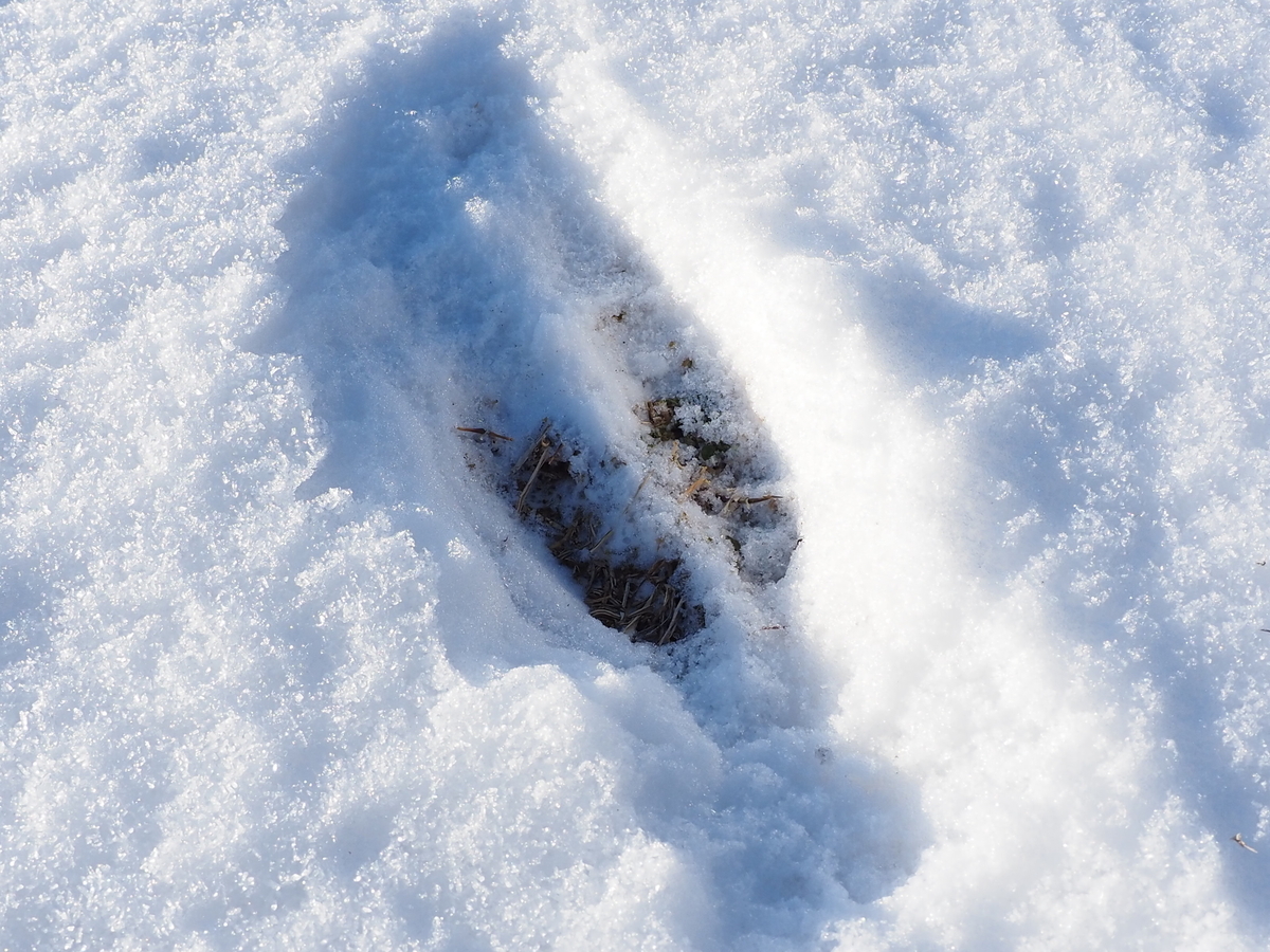 雪の上に残された足跡を探してみた あいかわ公園自然観察ガイド