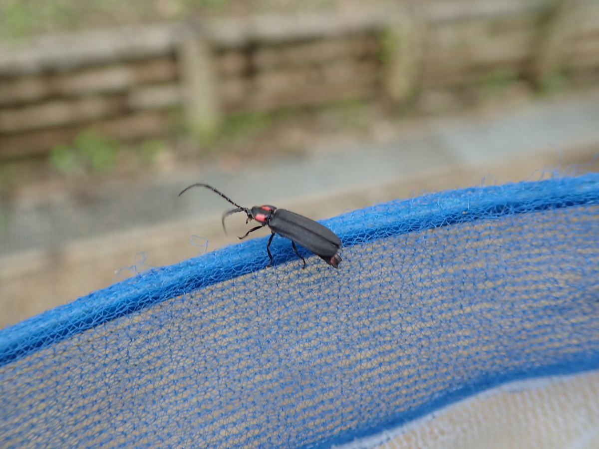 f:id:aikawa_park:20220109161715j:plain