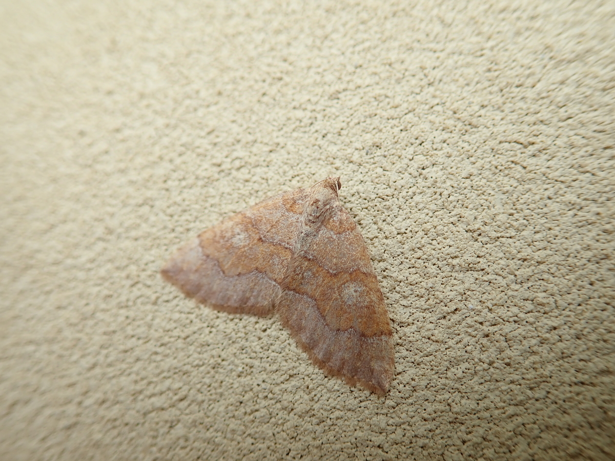 f:id:aikawa_park:20220115085546j:plain