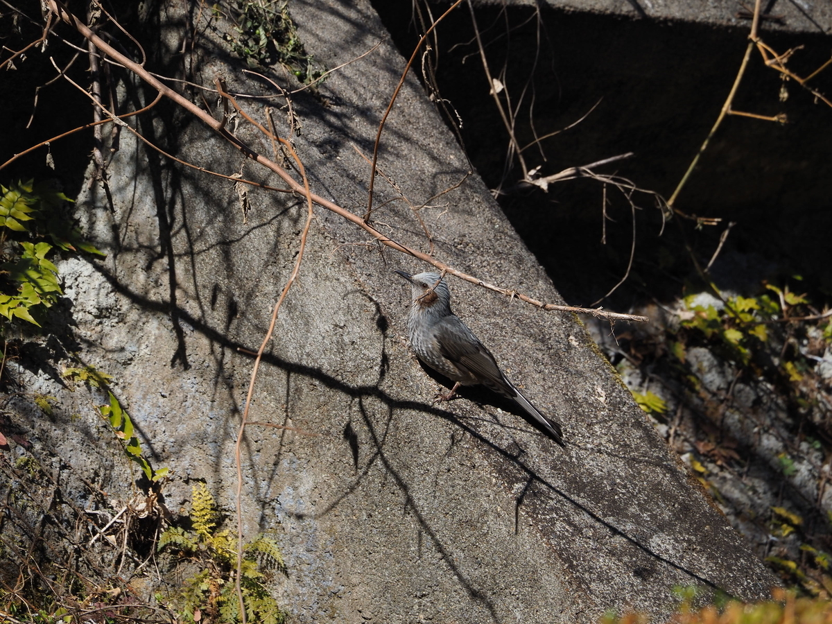 街中でよく見られる灰色の鳥 ヒヨドリ あいかわ公園自然観察ガイド