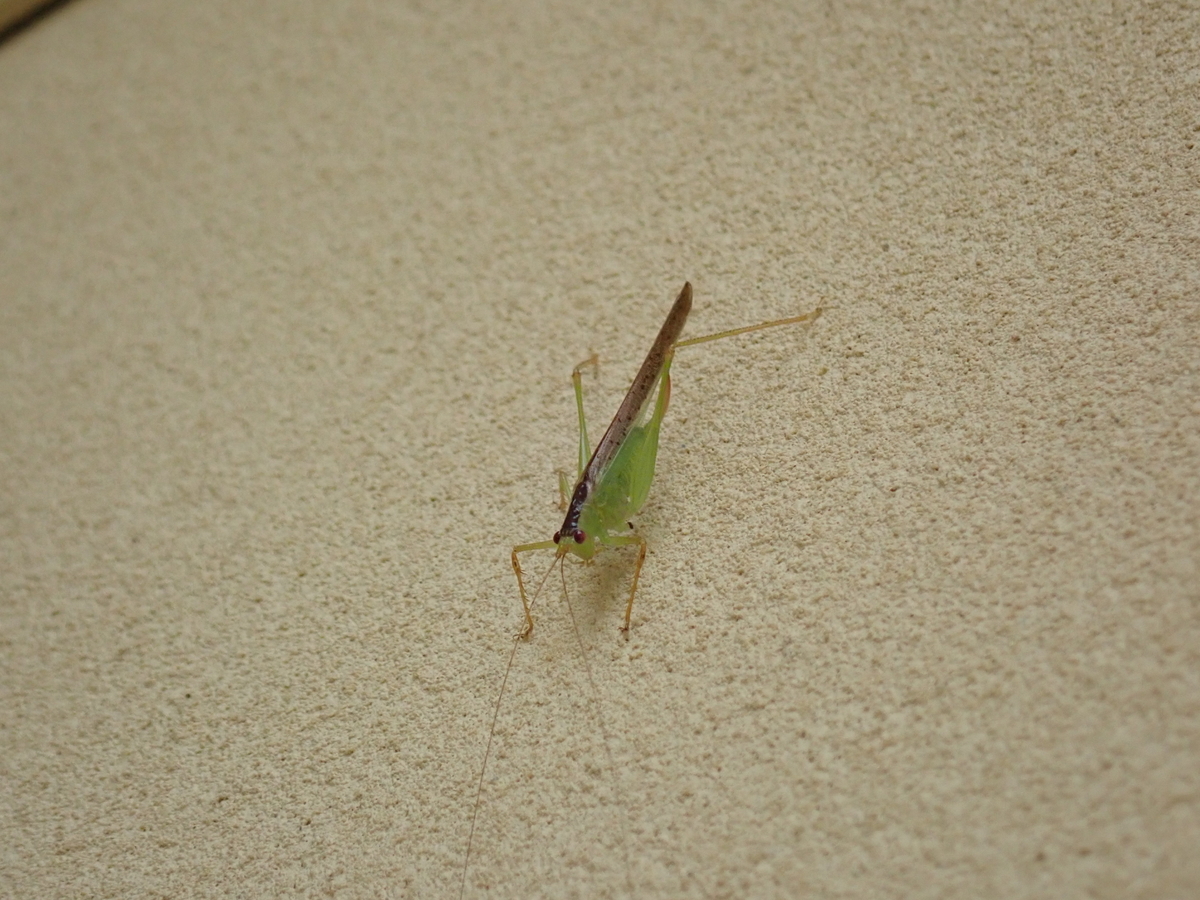 f:id:aikawa_park:20220205091012j:plain