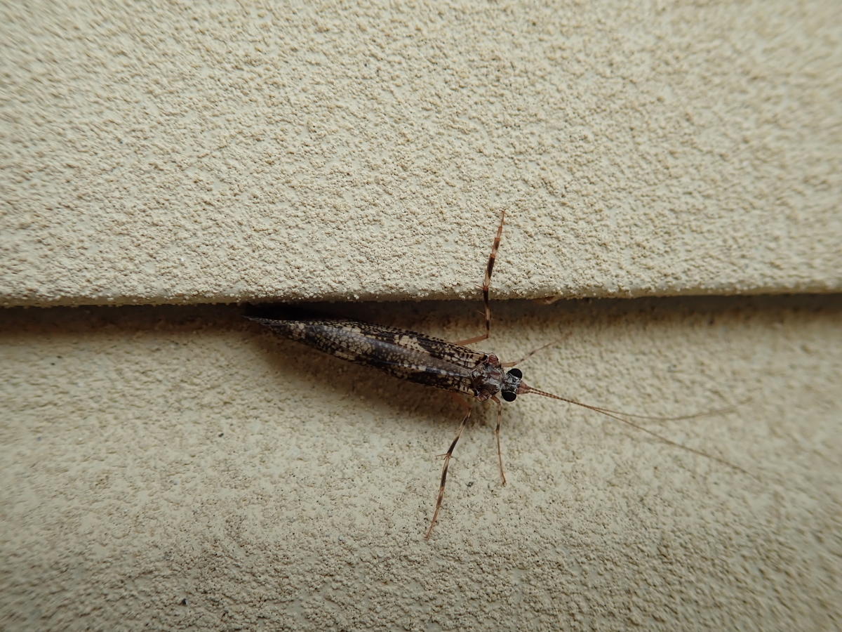 f:id:aikawa_park:20220205091322j:plain