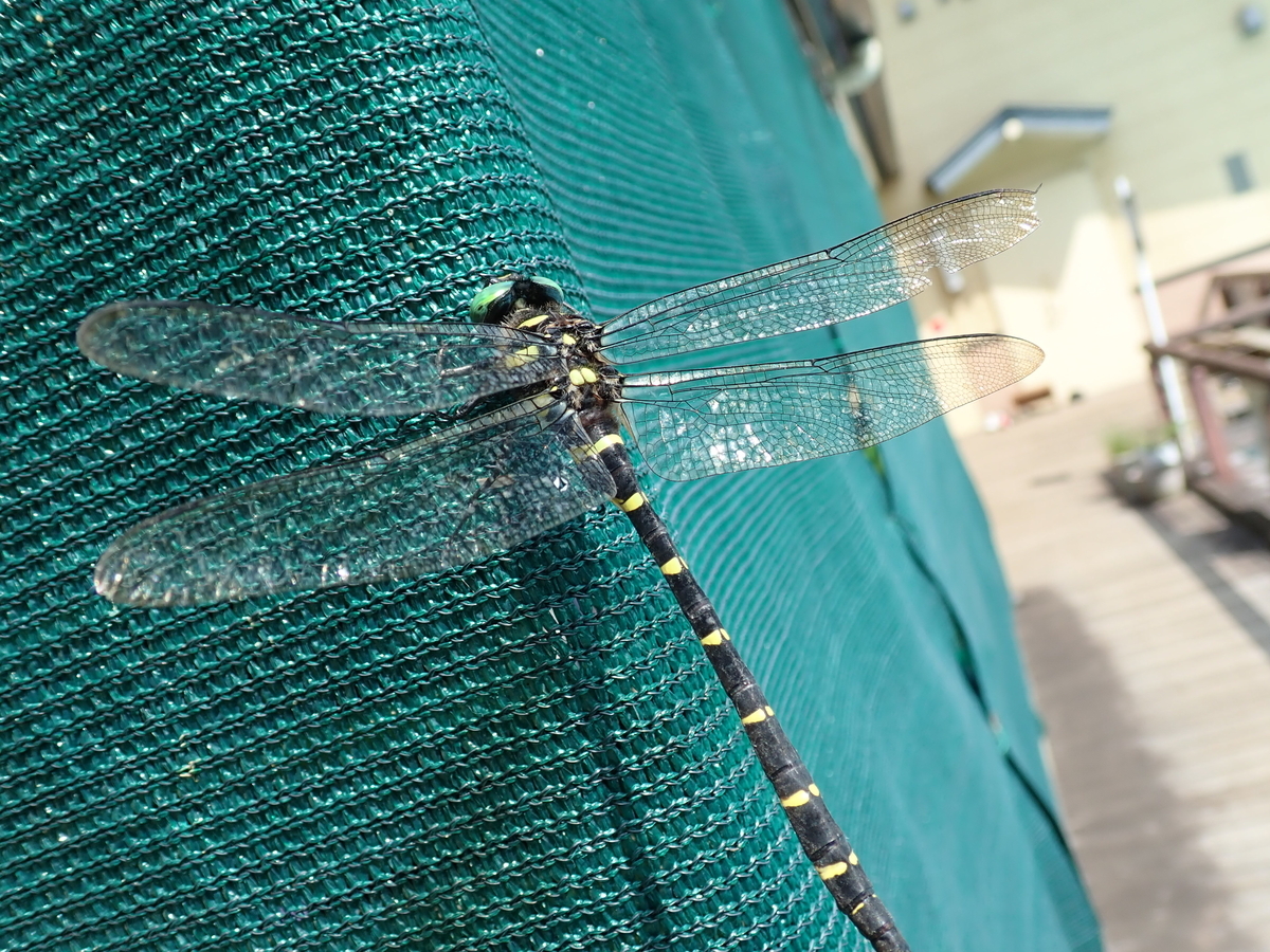 f:id:aikawa_park:20220205094329j:plain