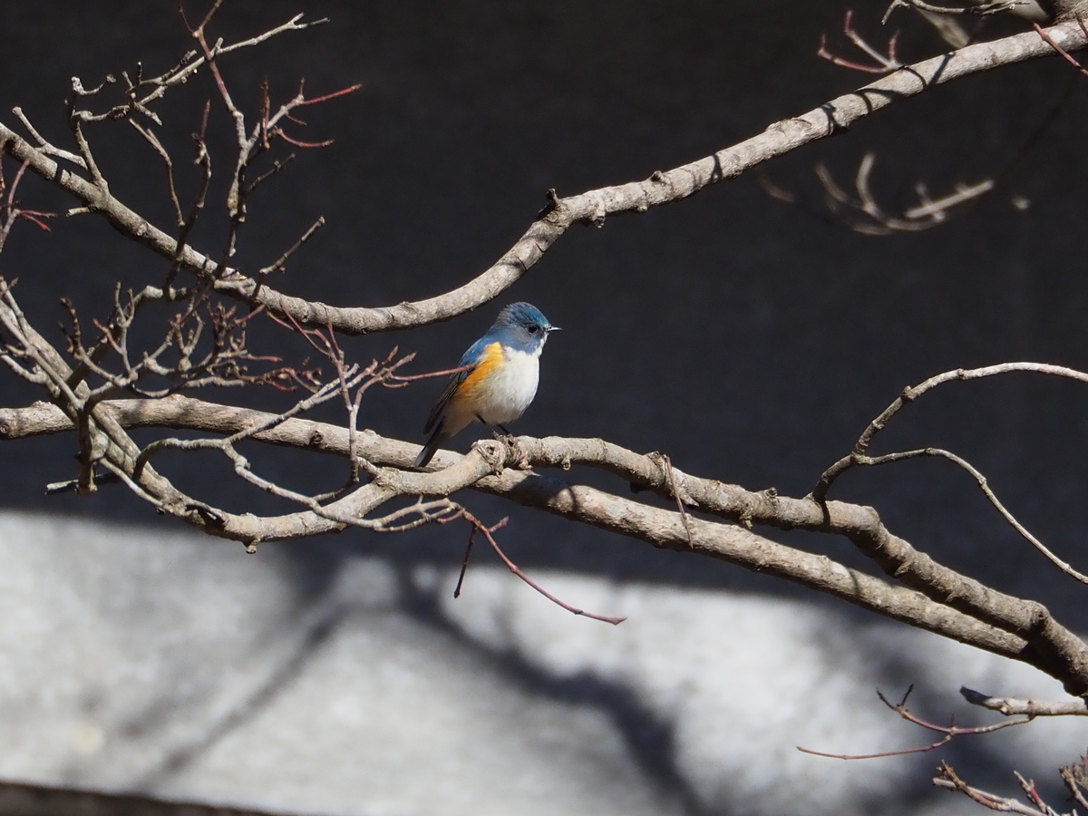 f:id:aikawa_park:20220209114239j:plain
