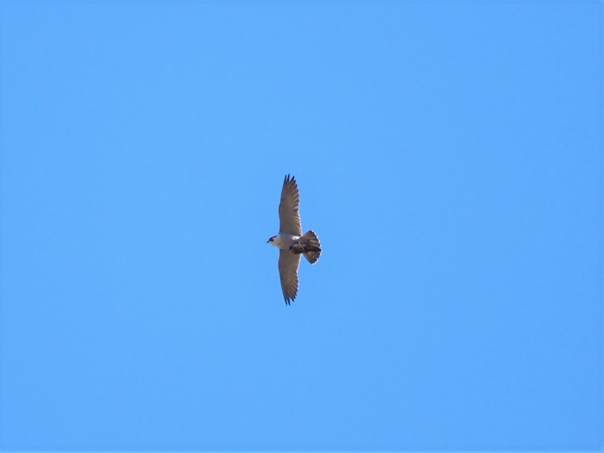 パークセンター上空でハヤブサを発見！ 園内では度々見つかる猛禽類