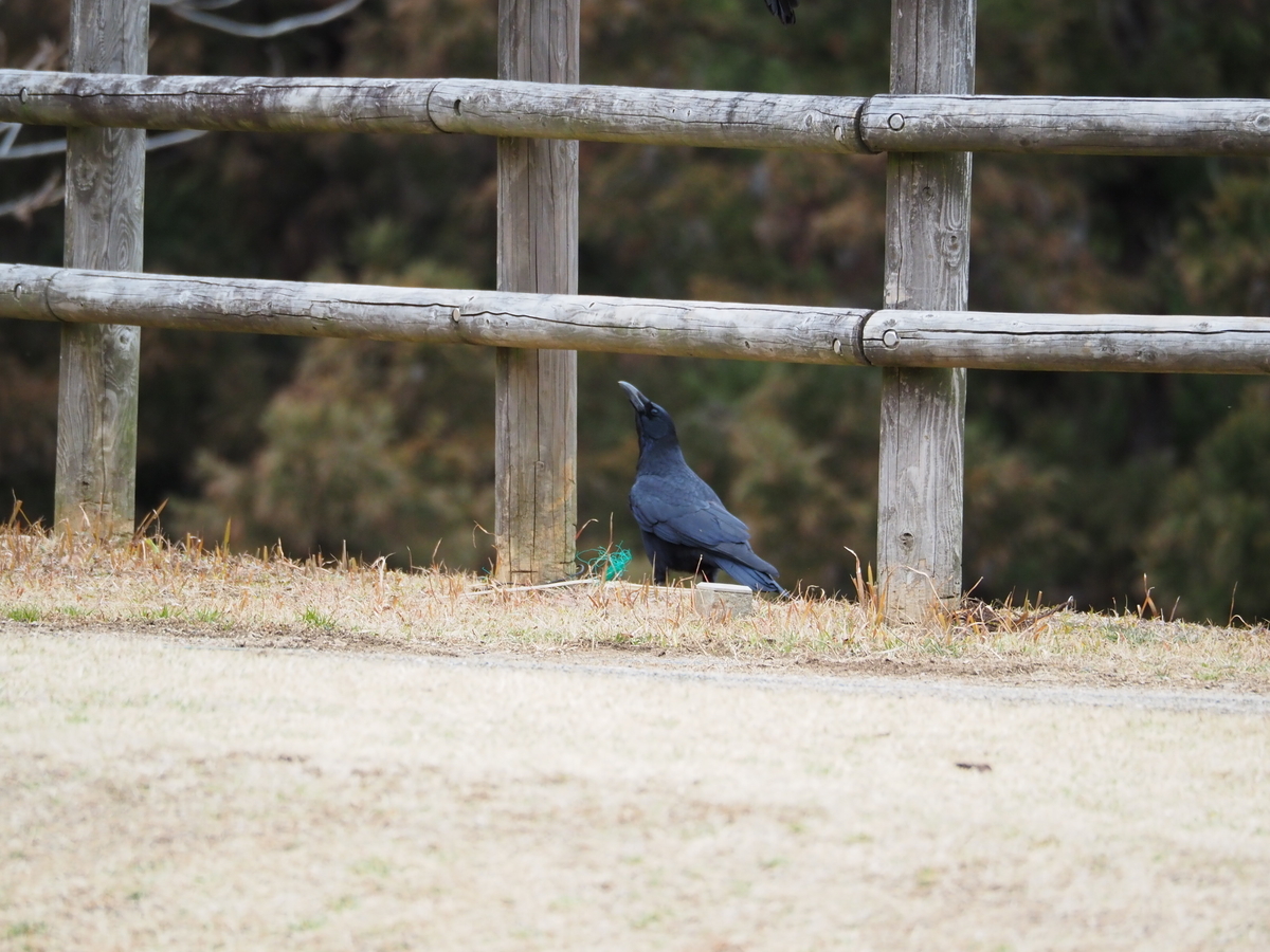 f:id:aikawa_park:20220216120109j:plain