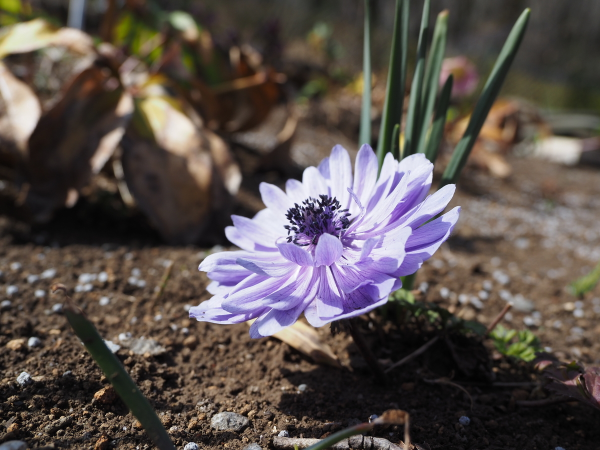 玄関先迄納品 パークセンター花壇周辺のお花たち。アネモネ、ハナニラ、紫色の 絵画