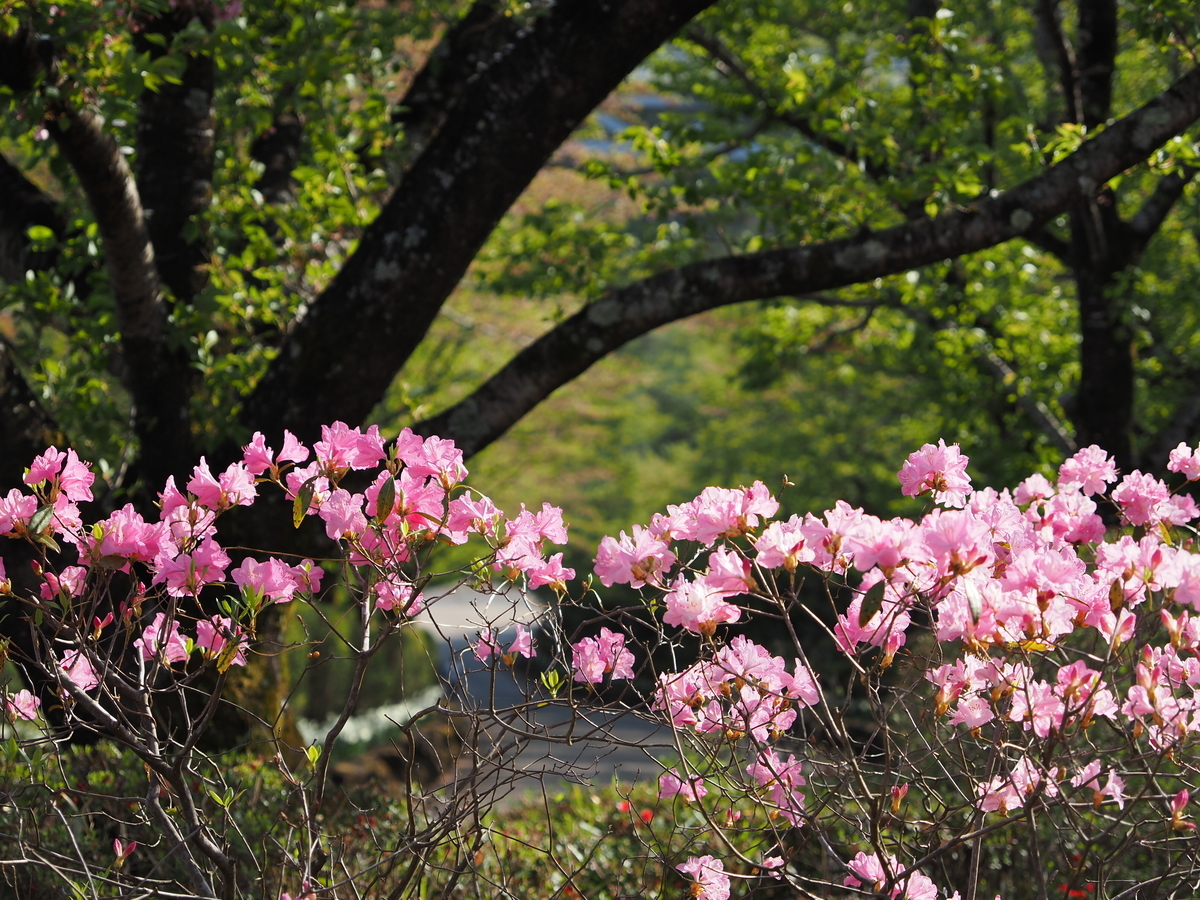 あいかわ公園のつつじ開花状況 - あいかわ公園自然観察ガイド