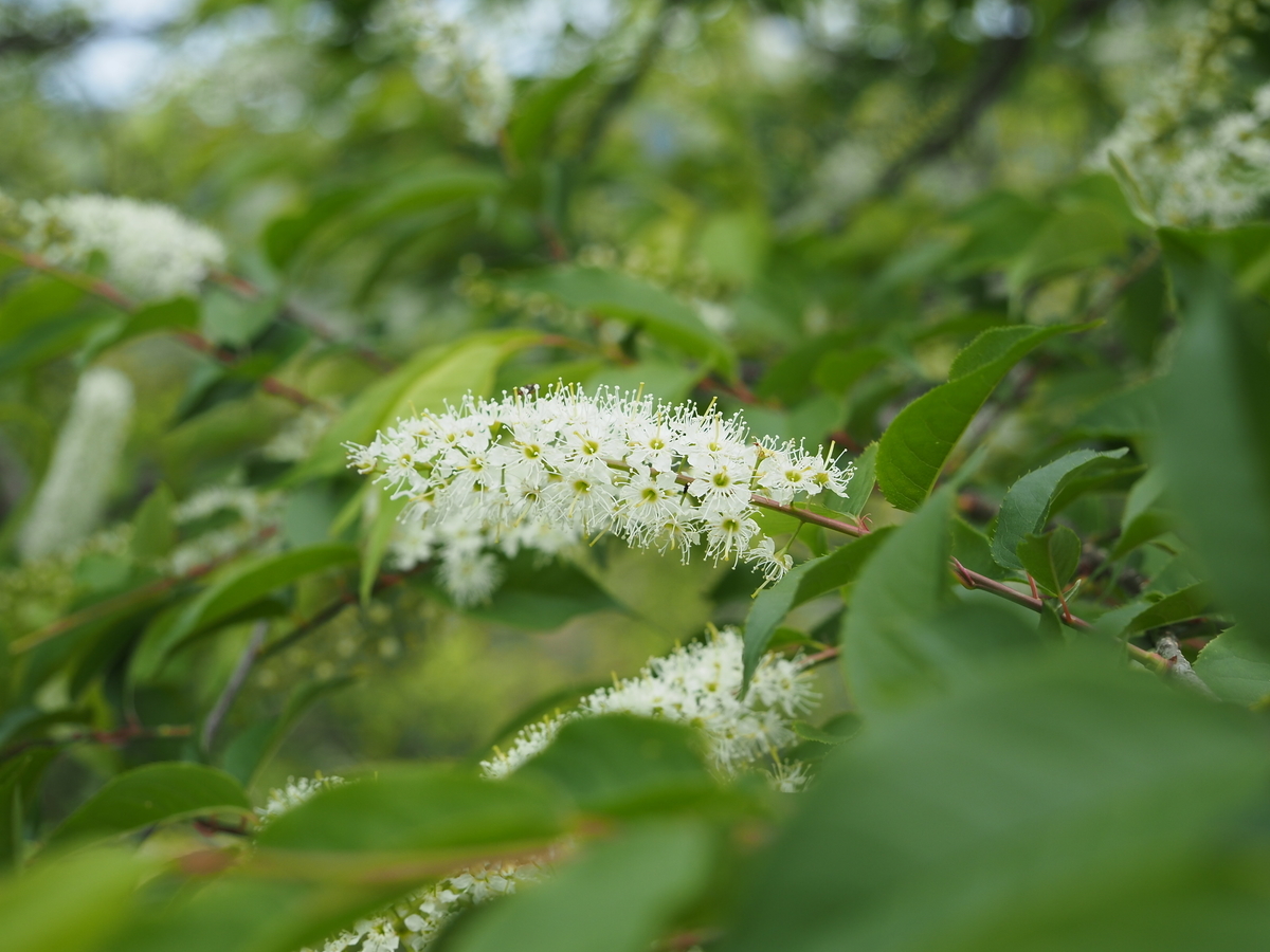 花期の短い白いお花ウワミズザクラ あいかわ公園自然観察ガイド