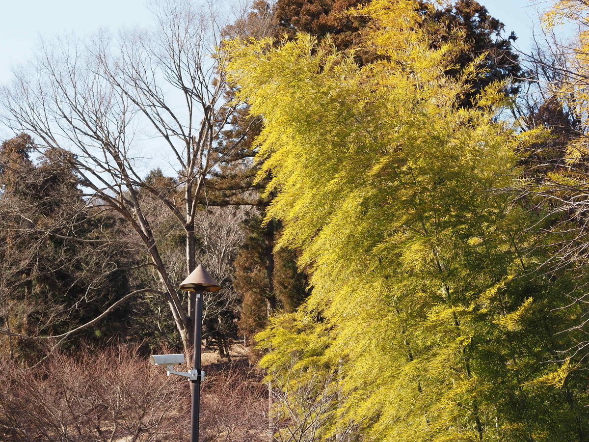 真っ赤なベニカミキリ 危険な虫じゃないよ あいかわ公園自然観察ガイド