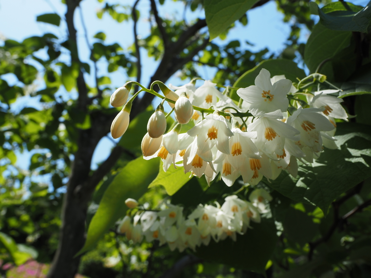 ハクウンボクの真っ白な花と花に集まるエゴシギゾウムシやハナカミキリなどの甲虫たち あいかわ公園自然観察ガイド