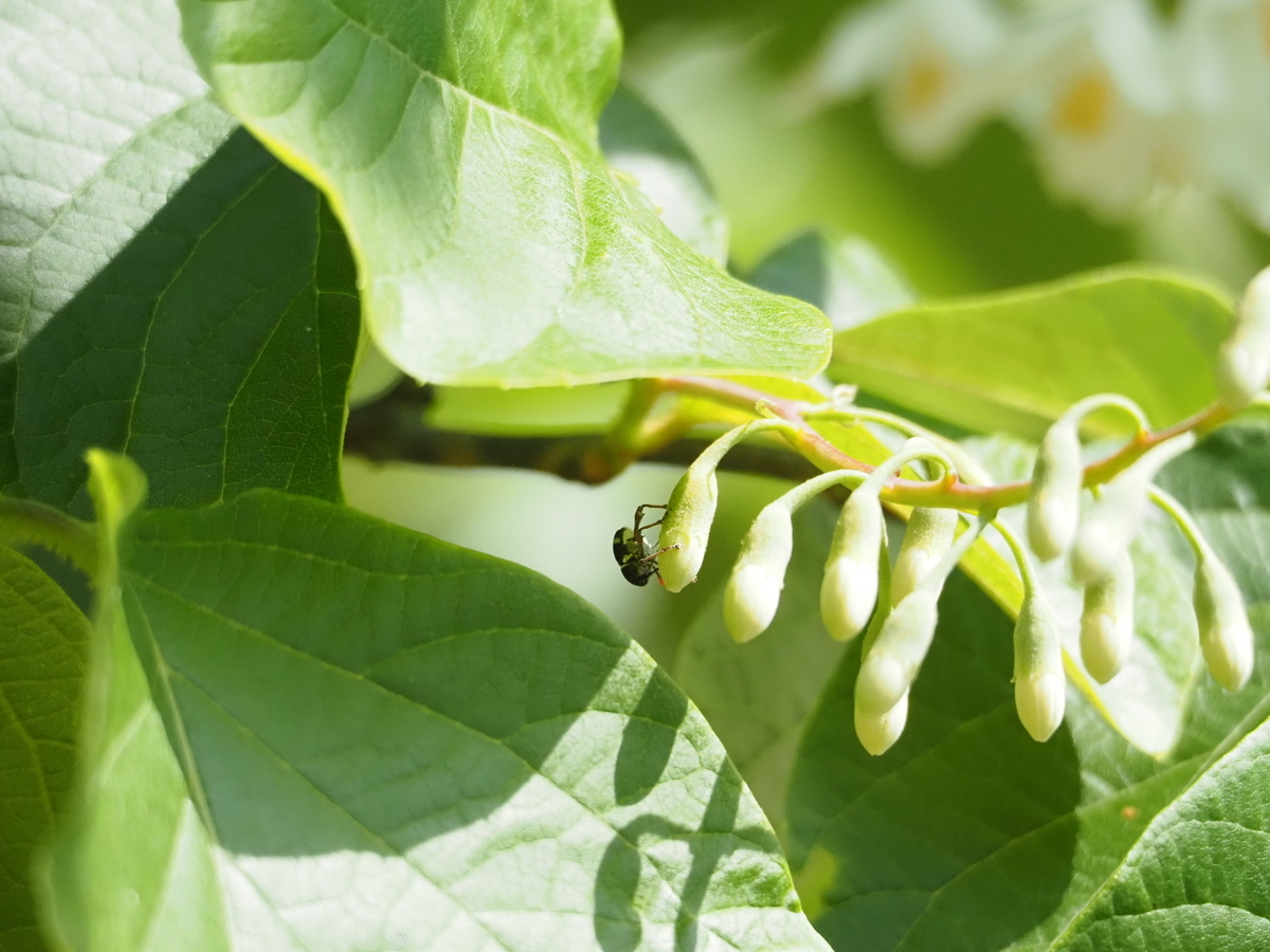 ハクウンボクの真っ白な花と花に集まるエゴシギゾウムシやハナカミキリなどの甲虫たち あいかわ公園自然観察ガイド