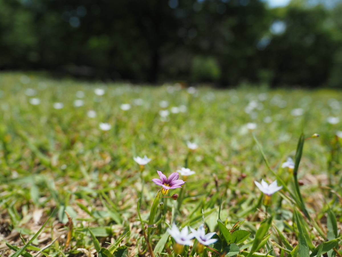 芝生で絨毯のように生える白い花 ニワゼキショウとラベンダー あいかわ公園自然観察ガイド