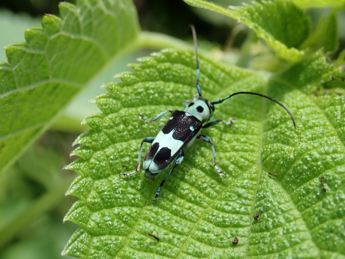 青白黒が綺麗なラミーカミキリは 狙いやすくておススメの虫 あいかわ公園自然観察ガイド
