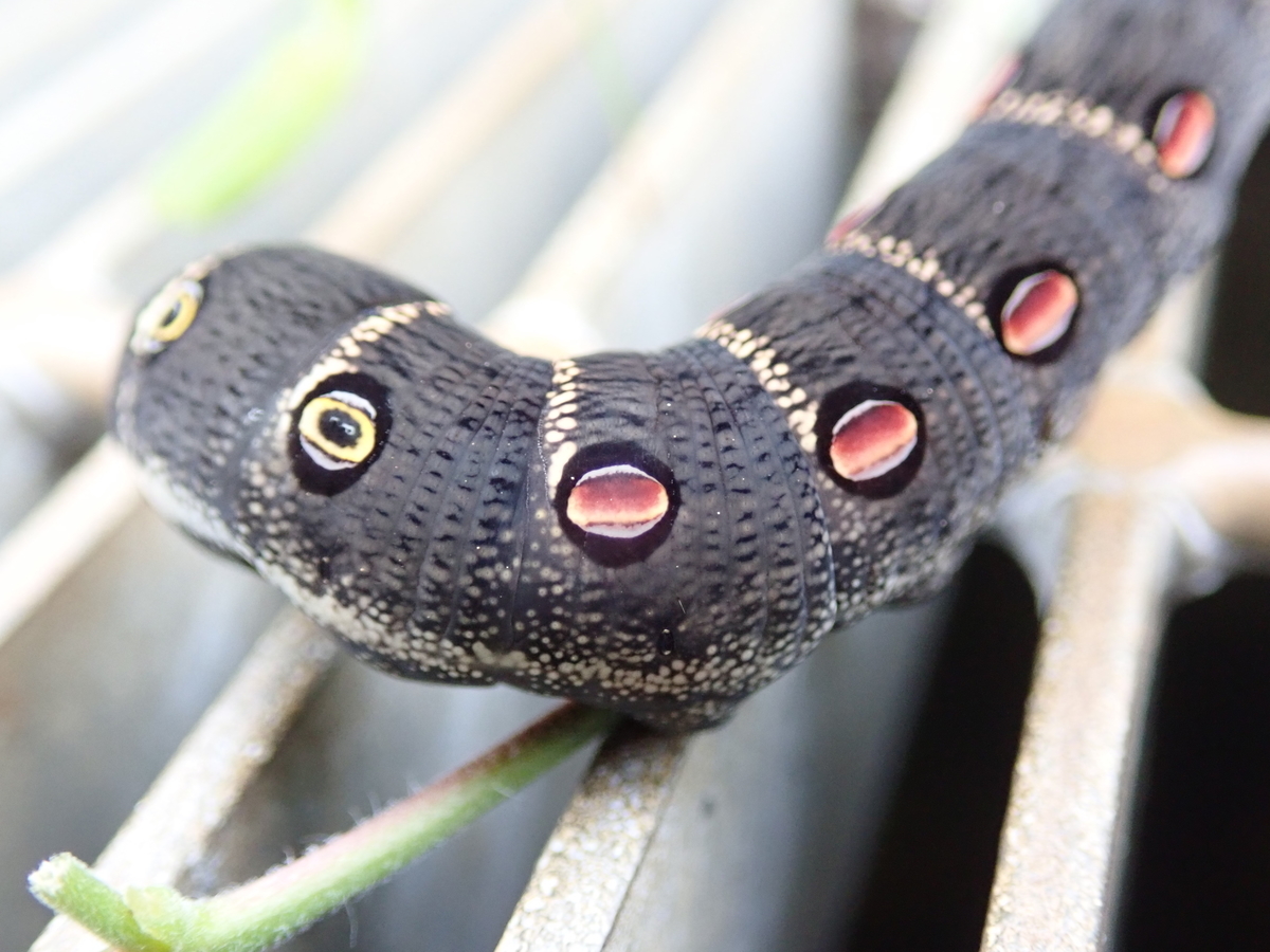 目立つ色合いで一見毒がありそうな黒い幼虫 セスジスズメ あいかわ公園自然観察ガイド