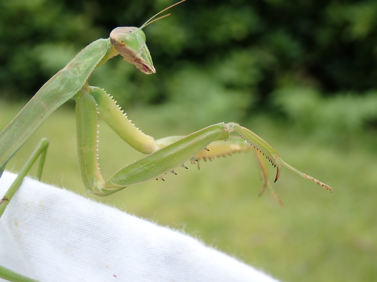 カマキリ の 目