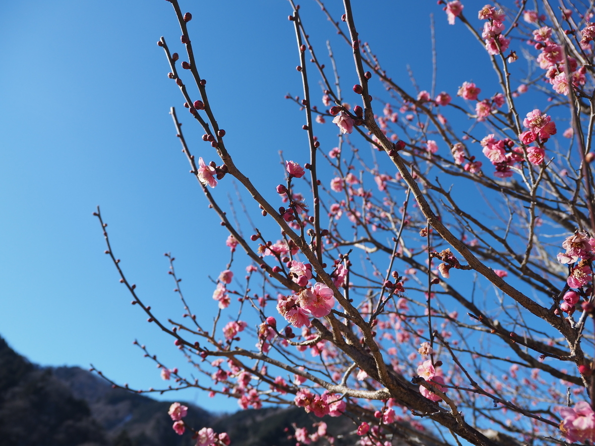 梅の花の咲く時期が到来。1月2月は花だけでなく、枝の剪定にもいい時期です。 - あいかわ公園自然観察ガイド
