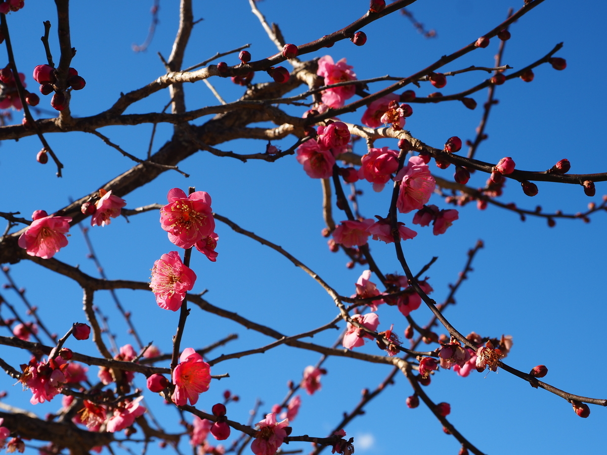 梅の花の咲く時期が到来。1月2月は花だけでなく、枝の剪定にもいい