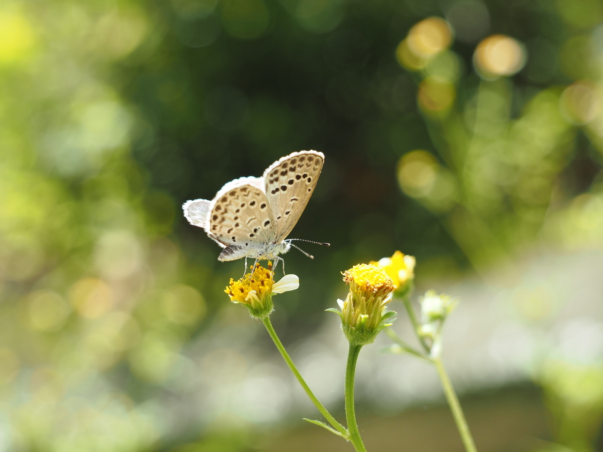 秋の蝶を観察してみよう。アサギマダラなどのタテハチョウの観察