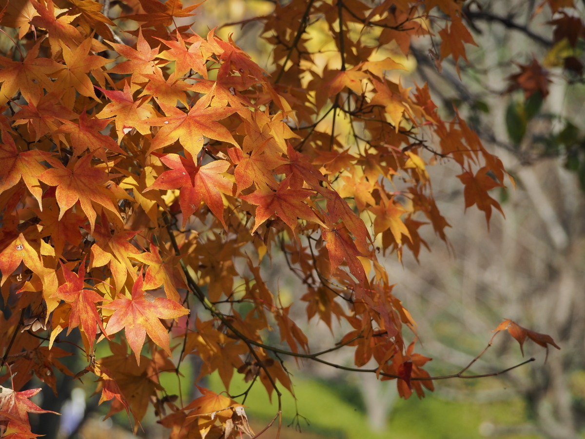 あいかわ公園 最新紅葉情報 - あいかわ公園自然観察ガイド