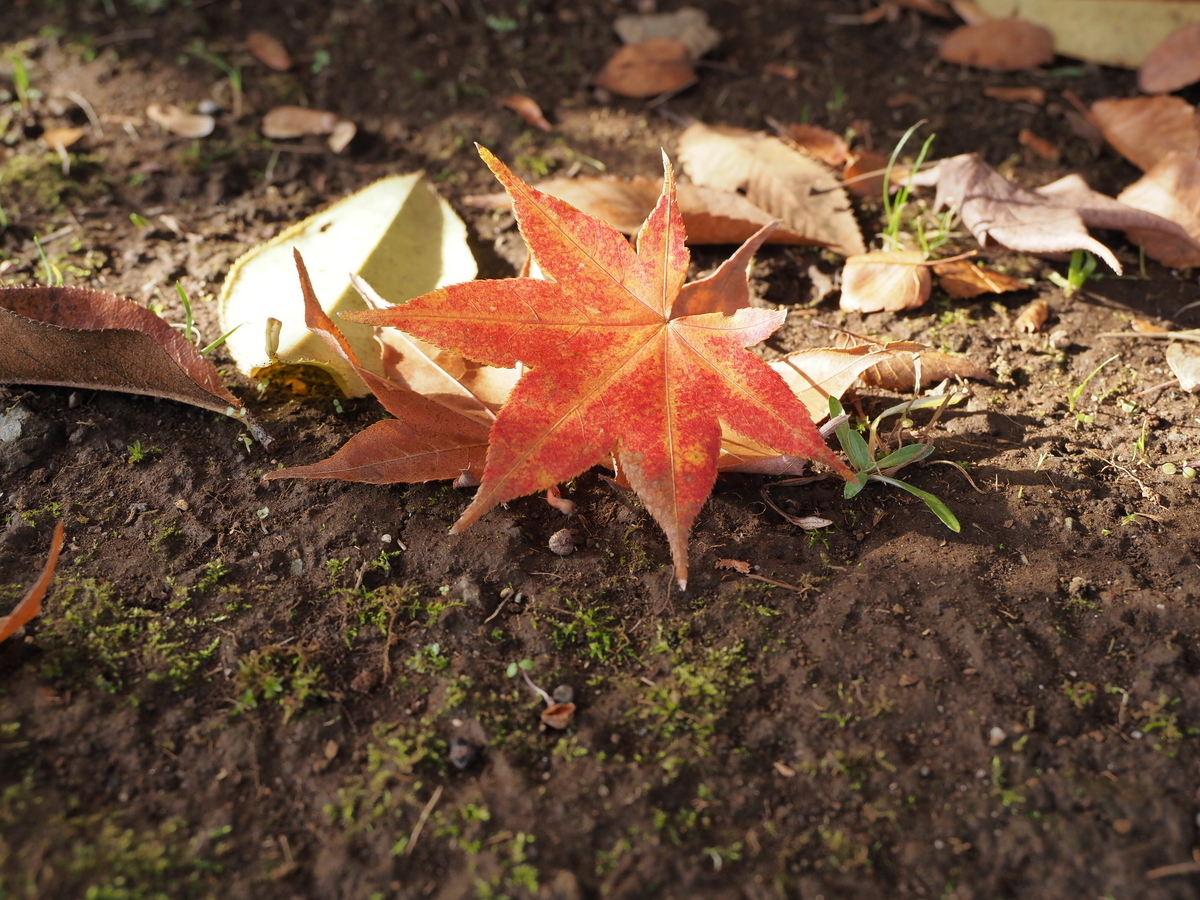 あいかわ公園 最新紅葉情報 - あいかわ公園自然観察ガイド
