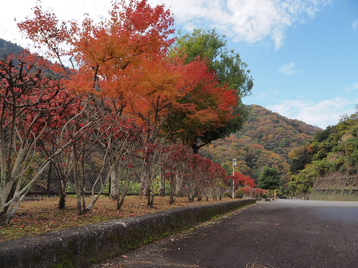 あいかわ公園 最新紅葉情報 - あいかわ公園自然観察ガイド