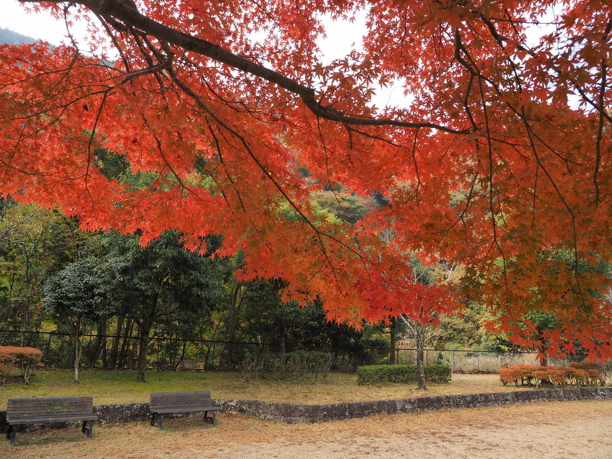 あいかわ公園 最新紅葉情報 - あいかわ公園自然観察ガイド