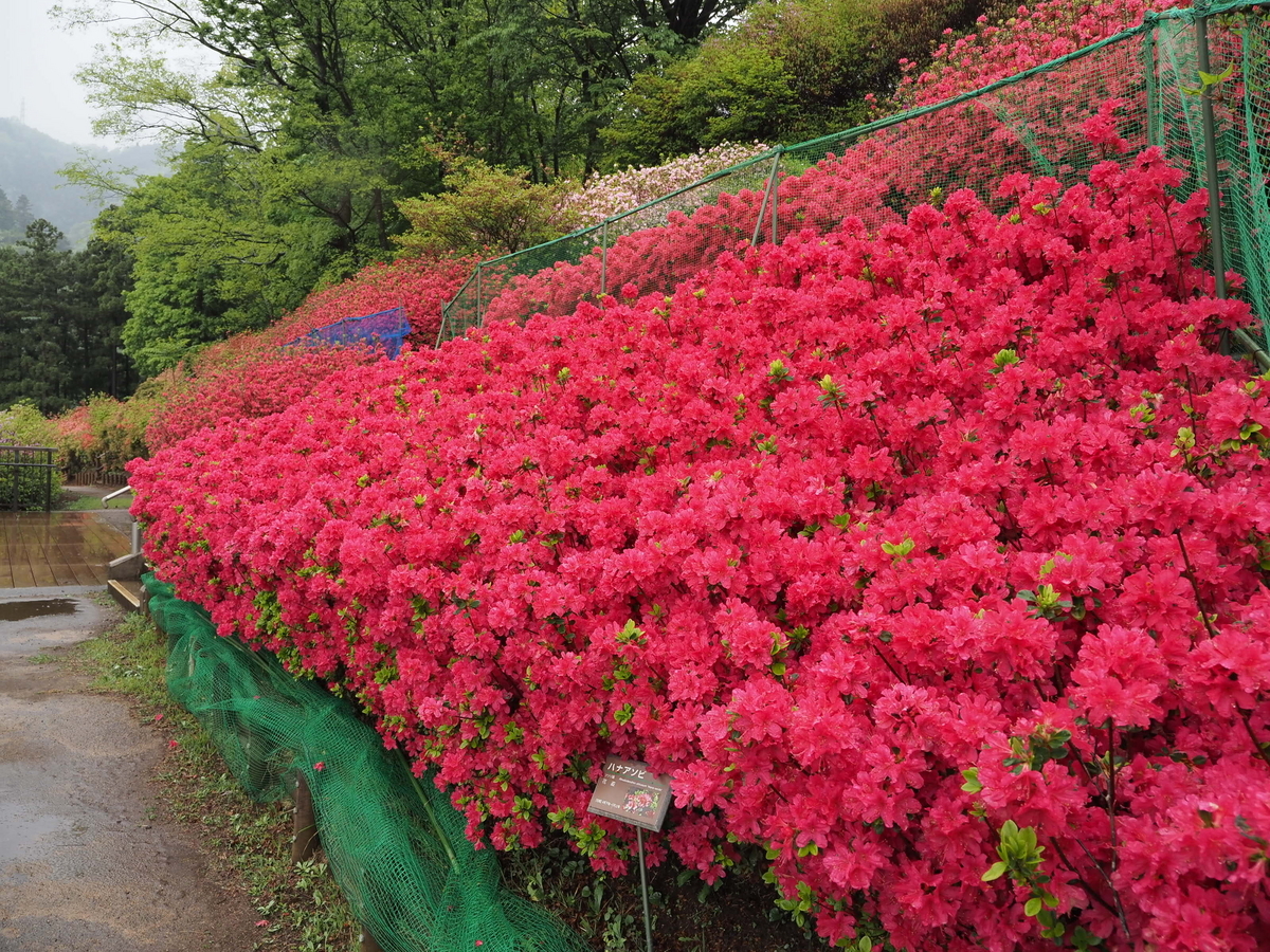 あいかわ公園 ツツジの図鑑
