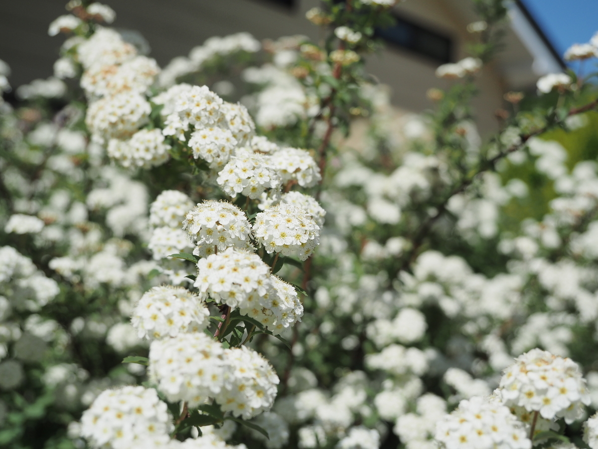白いお花は虫たちのオアシス。 - あいかわ公園自然観察ガイド