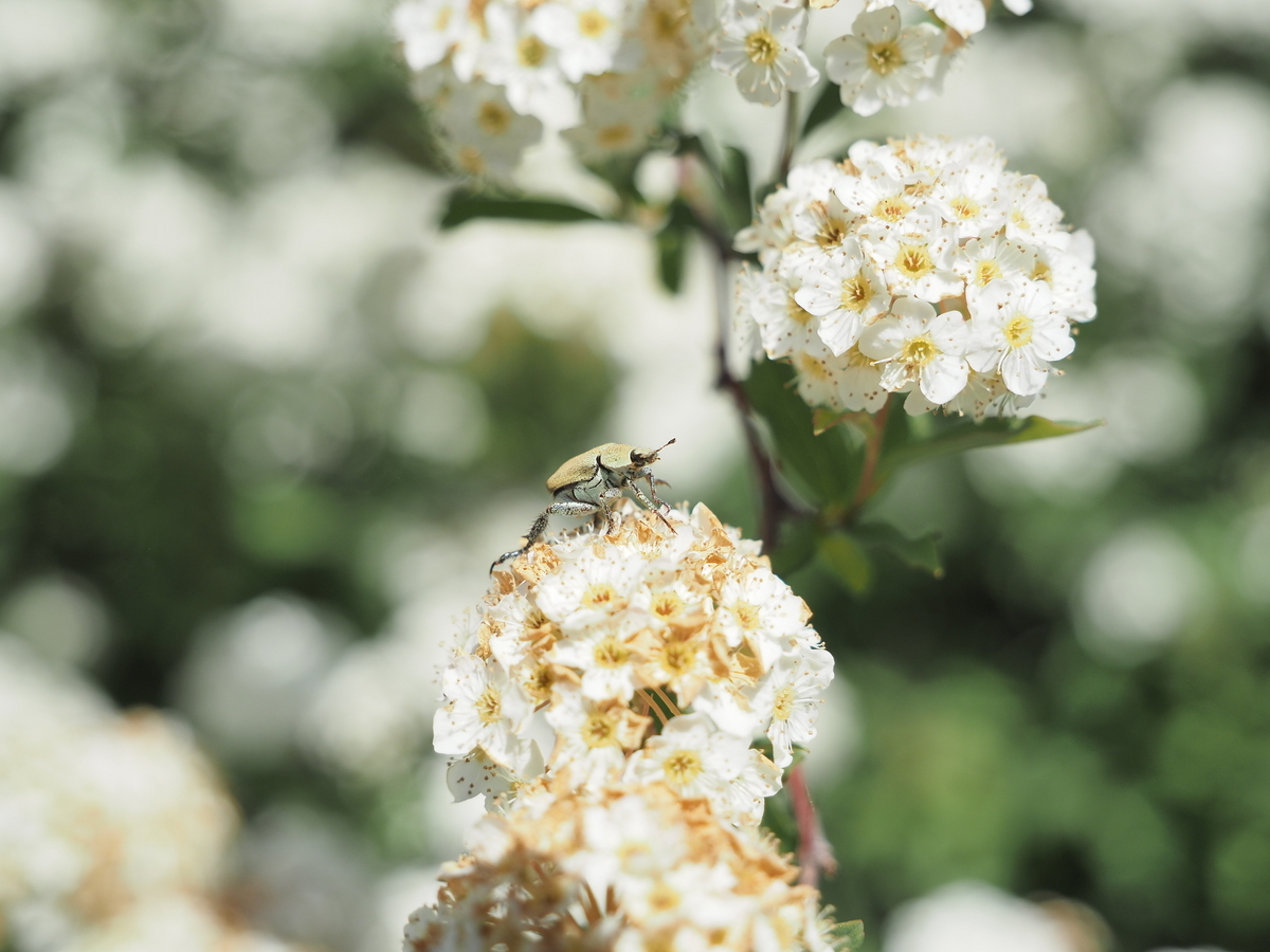 白いお花は虫たちのオアシス。 - あいかわ公園自然観察ガイド