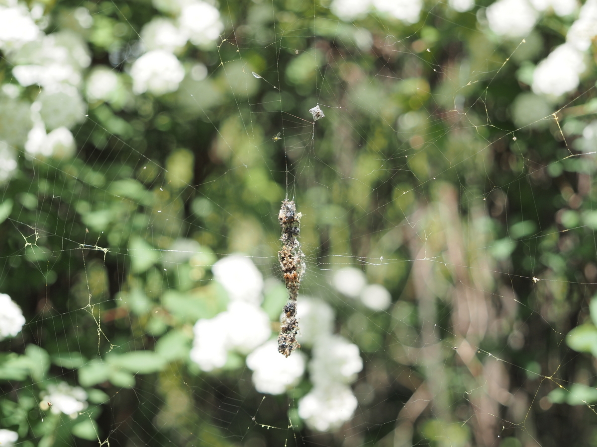 白いお花は虫たちのオアシス。 - あいかわ公園自然観察ガイド