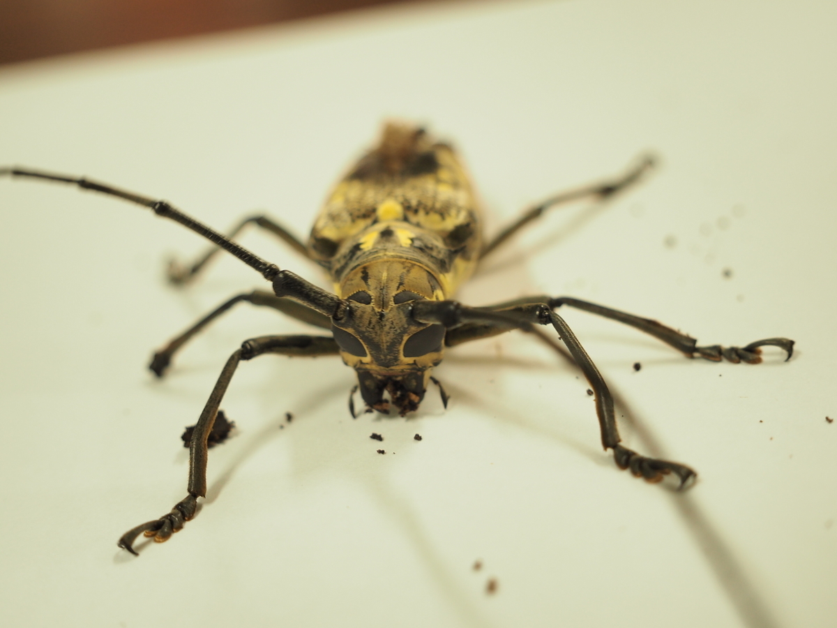 7月中旬に見つけた虫たち - あいかわ公園自然観察ガイド