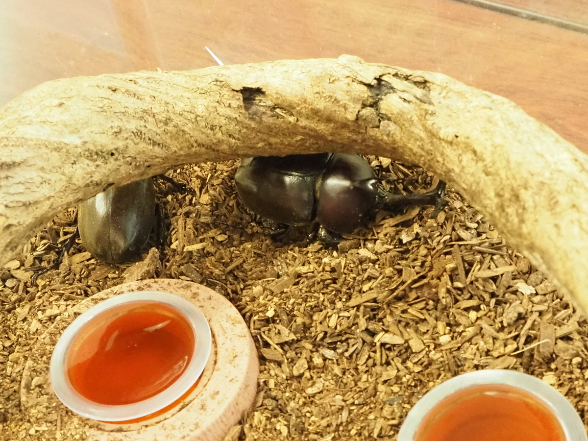 カブトムシコースター カブトムシ発見！ - あいかわ公園自然観察ガイド